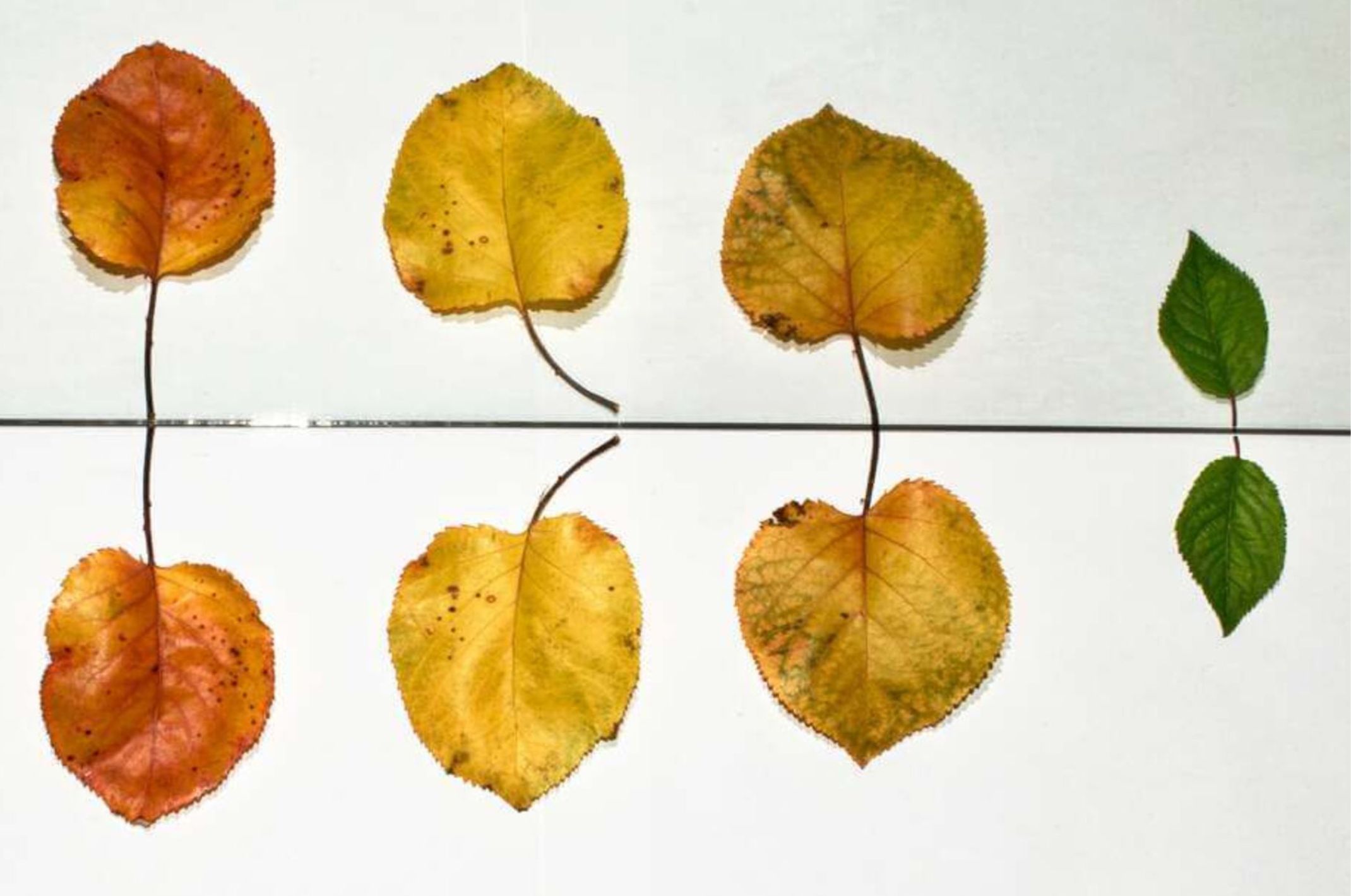 Colourful leaves on white background